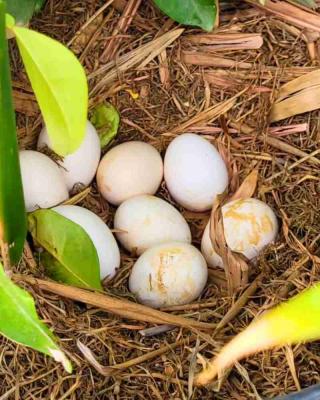 🥚 بيض بلدي طري وطازج للبيع 🐔🌿