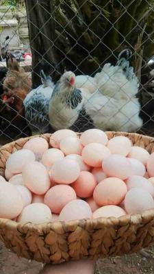 بيض البراهما للبيع تواصل عبر تواتساب