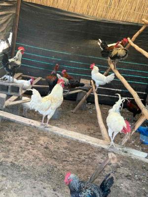 🐔 دجاج بلدي للبيع – تربية فلاحية 🌿