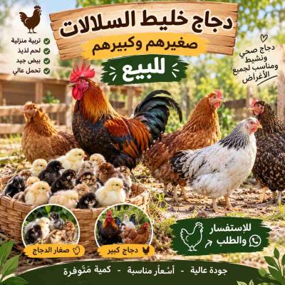 دجاج للبيع