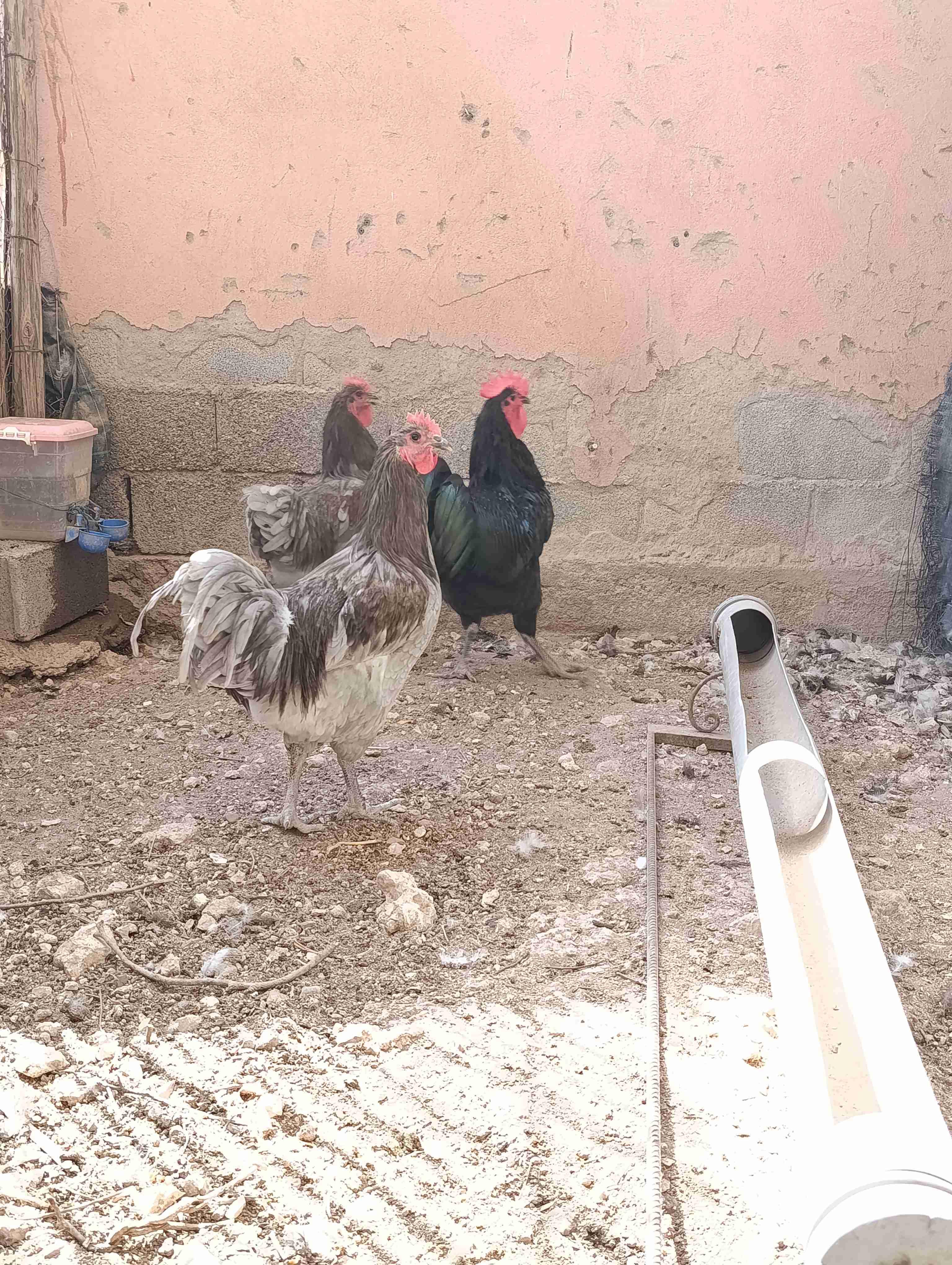 استرالورب اسود وازرق تلات فرارج