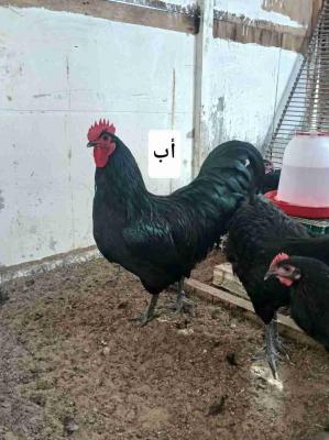 دجاج أسترالوب: فروج أسترالوب سلالة الحرة للبيع عمر 6 أشهر