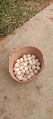 بيض بلدي جوده عاليه متوفر 400 بيضة في الاسبوع