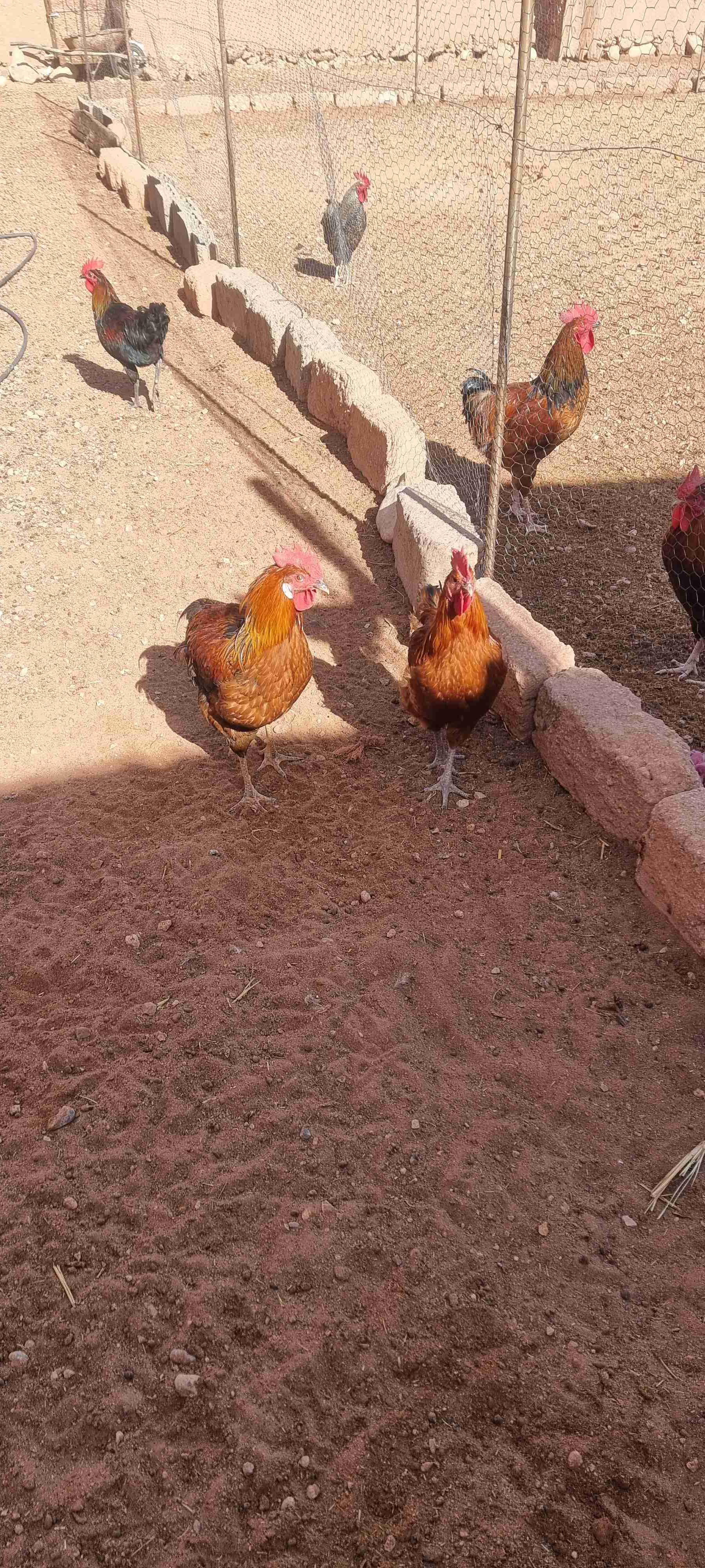 ايماسين سكورة ورزازات