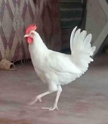 الأناقة كومبلي ابيض